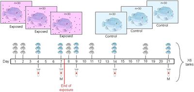 Ingestion of car tire crumb rubber and uptake of associated chemicals by lumpfish (Cyclopterus lumpus)